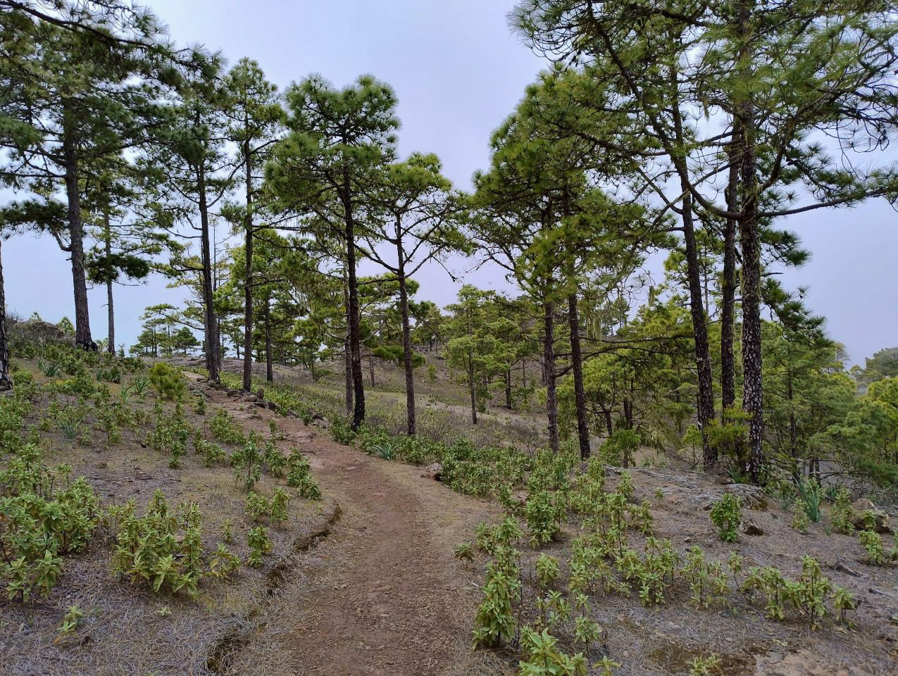 Parque Natural de Tamadaba